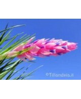 TILLANDSIA STRICTA R