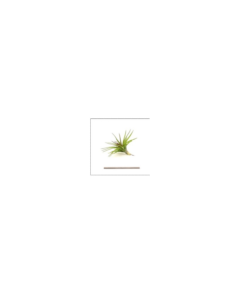 TILLANDSIA TENUIFOLIA VAR STROBILFORMIS R
