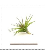 TILLANDSIA TENUIFOLIA VAR STROBILFORMIS R