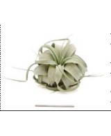 TILLANDSIA XEROGRAPHICA S