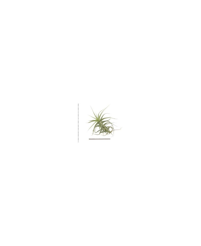 TILLANDSIA BERGERI VERDE R