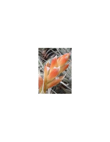 TILLANDSIA RECURVIFOLIA VAR SUBSECUNDIFOLIA R