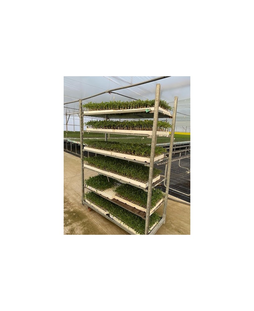 PLANTA HORTICOLA