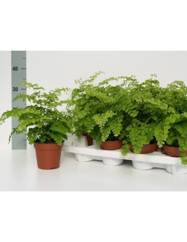 Adiantum Rad. Fragans  Helecho Culantrillo de Pozo para Interiores | Endanea Garden

