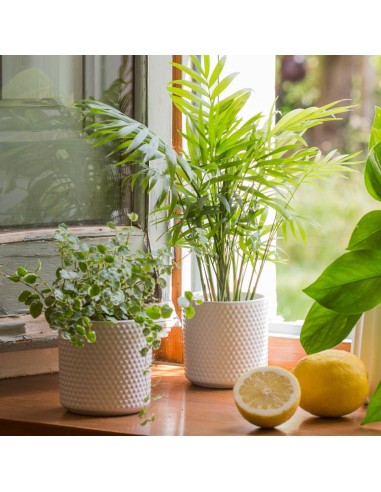 Areca (Dypsis lutescens)  Palmera Bambú de Interior Purificadora y Fácil Cuidado

