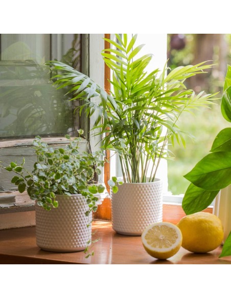 Areca (Dypsis lutescens)  Palmera Bambú de Interior Purificadora y Fácil Cuidado

