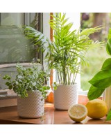 Areca (Dypsis lutescens)  Palmera Bambú de Interior Purificadora y Fácil Cuidado

