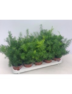 Asparagus densiflorus Sprengeri helecho esparraguera planta ornamental para interiores y exteriores