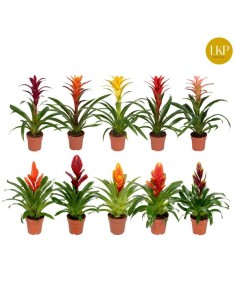 Bromelia Mix Orange | Planta tropical con flores naranjas y rojas para interiores

