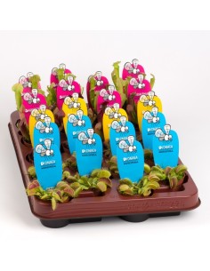 Plantas Carnívoras Mezcladas | Venus Atrapamoscas, Drosera y Sarracenia

