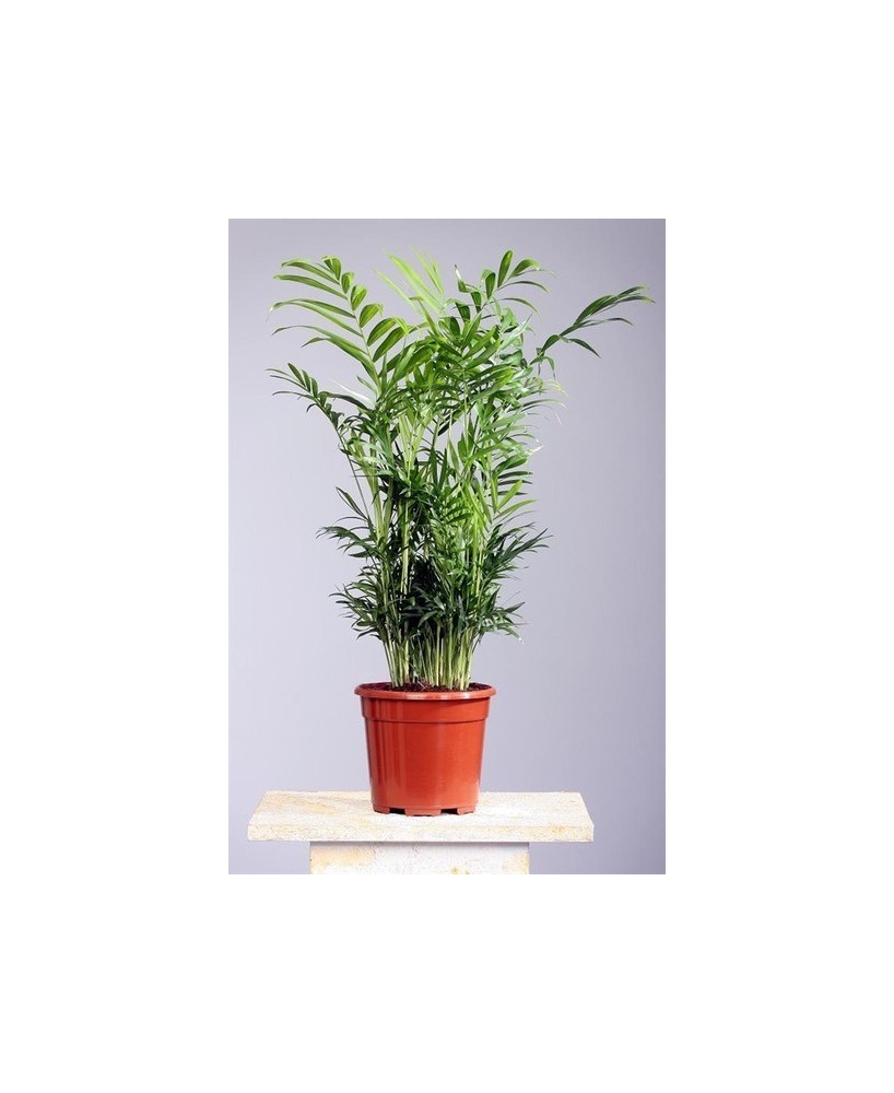 CHAMAEDOREA ELEGANS