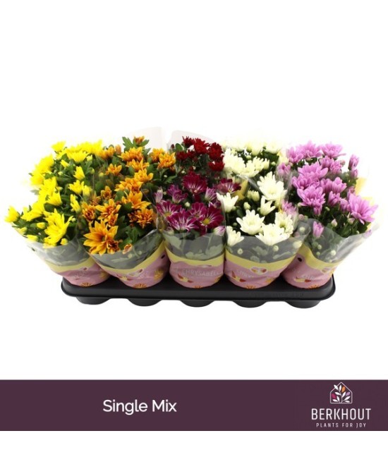 CHRYSANTHEMUM IND 3PP MIX M12
