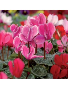 CYCLAMEN MINI 2