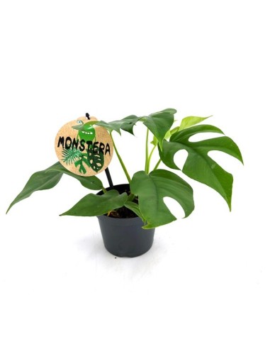 Monstera Deliciosa Minima  Planta Tropical Compacta y Fácil de Cuidar para Interiores

