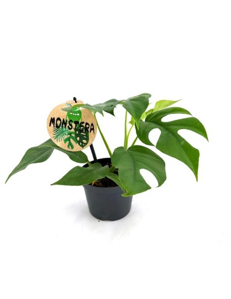 Monstera Deliciosa Minima  Planta Tropical Compacta y Fácil de Cuidar para Interiores

