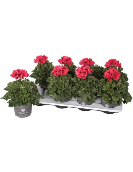 Pelargonium Grand Don Vito - Planta Resistente con Flores Vibrantes para Jardín y Interior

