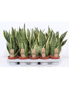 Sansevieria Trifasciata 'Futura Superba' | Lengua de Suegra Purificadora y Fácil de Cuidar

