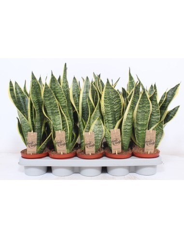 Sansevieria Trifasciata 'Futura Superba' | Lengua de Suegra Purificadora y Fácil de Cuidar

