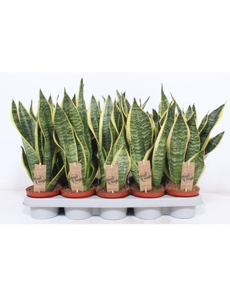 Sansevieria Trifasciata 'Futura Superba' | Lengua de Suegra Purificadora y Fácil de Cuidar

