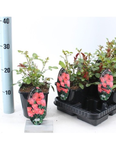 Rosa Spelarosa Lovely Fairy - Rosa Rosa Suave y Compacta para Jardín | Endanea Garden

