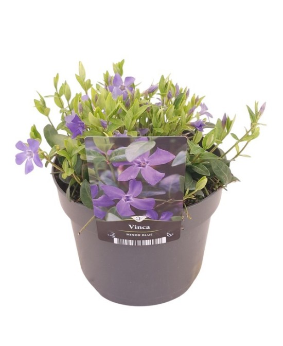 Vinca Minor Mix | Planta Perenne con Flores Azules, Moradas y Blancas | Endanea Garden

