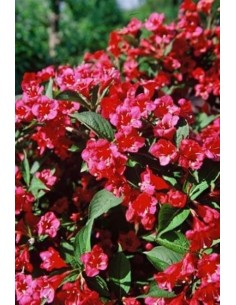 Weigela Endanea Garden  Arbusto Ornamental con Flores Rosas, Rojas y Blancas

