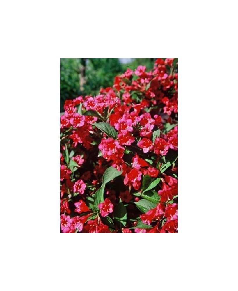 Weigela Endanea Garden  Arbusto Ornamental con Flores Rosas, Rojas y Blancas

