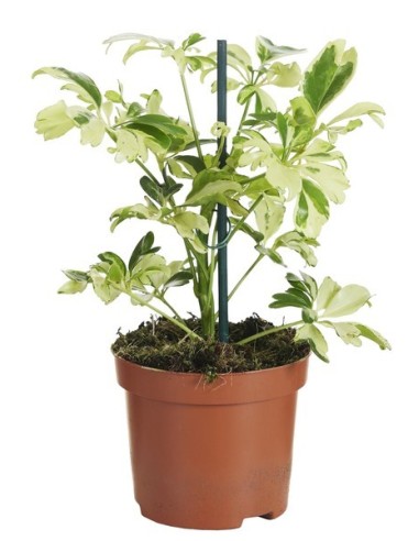 Schefflera Arboricola Janine planta de interior fácil cuidado hojas variegadas verde crema

