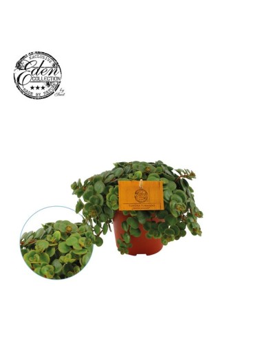 Sedum Mak Kosmoje suculenta resistente fácil cuidado para interiores y exteriores

