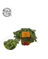 Sedum Mak Kosmoje suculenta resistente fácil cuidado para interiores y exteriores

