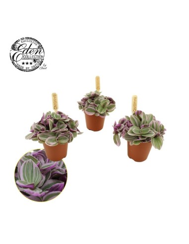 Tradescantia Sweetness Planta de Interior Hojas Vibrantes Fácil Cuidado