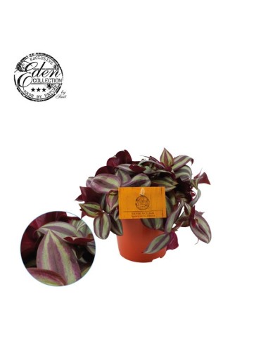 Tradescantia Zebrina Purpusii planta de interior hojas púrpuras y verdes 20 cm

