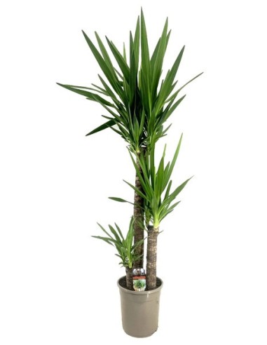 Yucca Jewel planta interior y exterior resistente y decorativa 140cm

