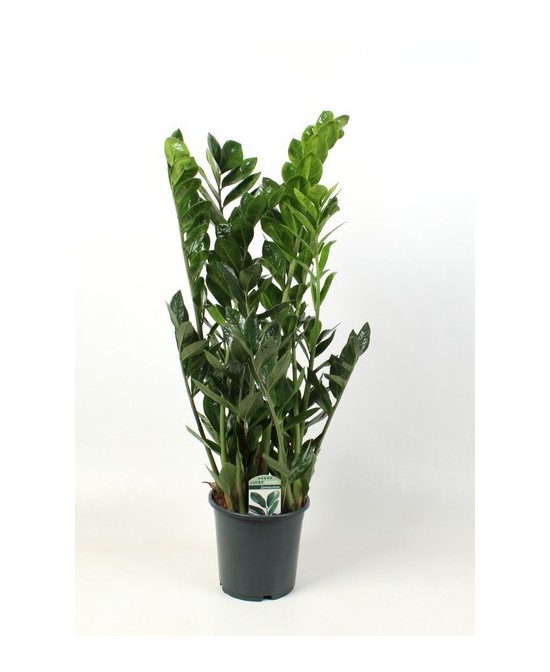 Zamioculcas Lucky Classic planta ZZ fácil cuidado planta de interior resistente