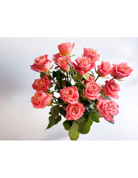 RAMO 15 ROSAS