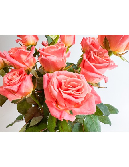 RAMO 15 ROSAS