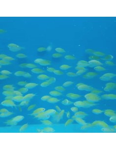 CHROMIS VIRIDIS ME