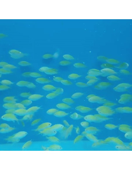 CHROMIS VIRIDIS ME
