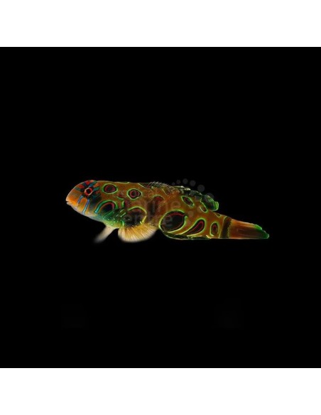 SYNCHIROPUS PICTORATUS  ME