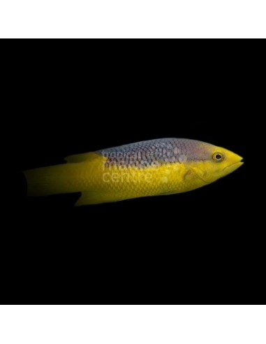 BODIANUS RUFUS