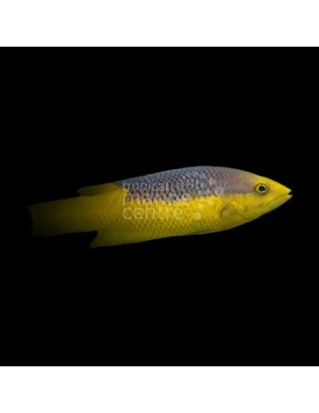BODIANUS RUFUS