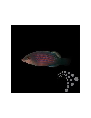 PSEUDOCHEILINUS  HEXATAENIA AFRICA O MALDIVAS