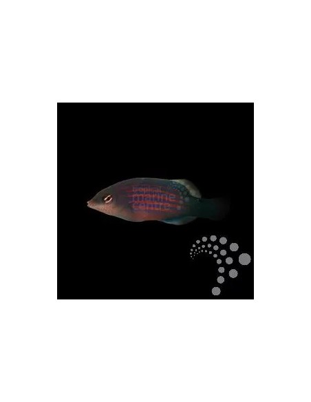 PSEUDOCHEILINUS  HEXATAENIA AFRICA O MALDIVAS