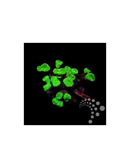 CAULASTRAEA SPP FRAG