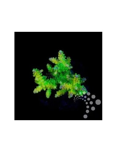 ACROPORA SPP