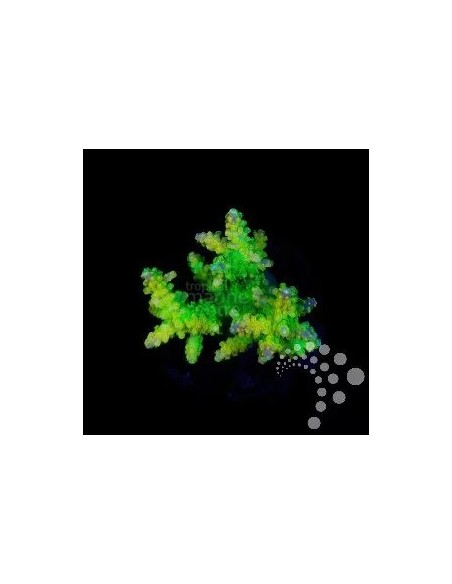 ACROPORA SPP