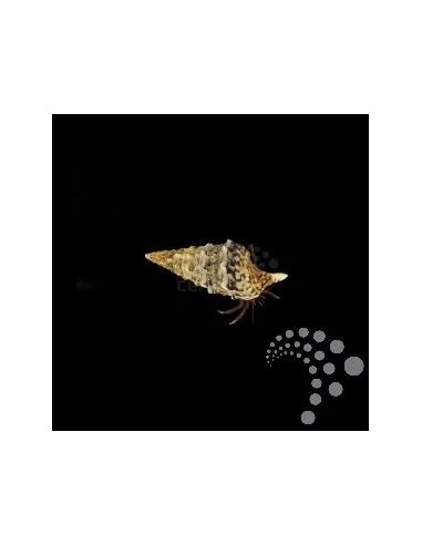 CALCINUS SPP. ME