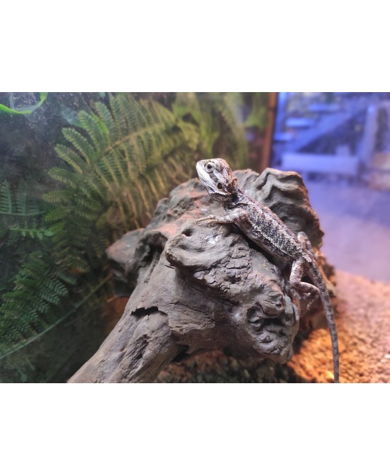 POGONA VITTICEPS
