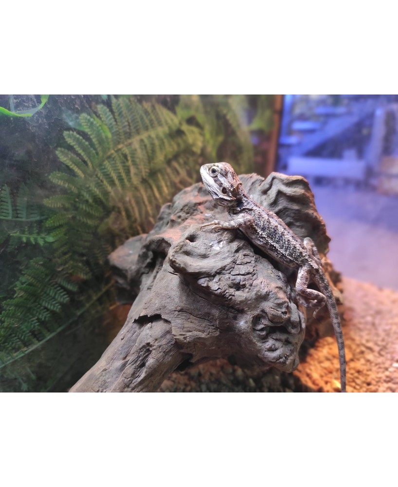 POGONA VITTICEPS