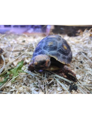 CHELONOIDIS CARBONARIA